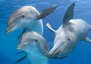 Dolphin Prints: Picture No. 10877183