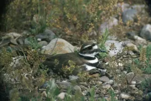 Plovers Prints: Picture No. 10877340