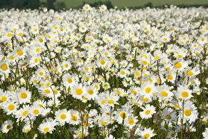Daisies Prints: Picture No. 10877565