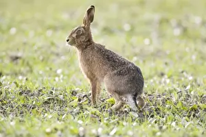 Lepus Prints: Picture No. 10877828