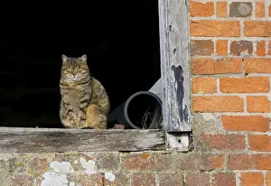 Windows Prints: Picture No. 10877833