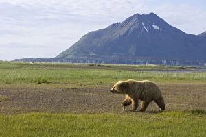 Alaskan Collection: Picture No. 10877933