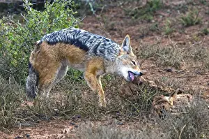 Jackal Prints: Picture No. 10878070