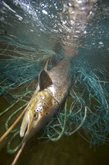 Salmons Prints: Picture No. 10878128