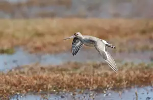 Godwit Prints: Picture No. 10878215