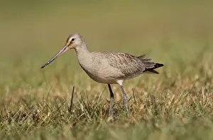Godwit Prints: Picture No. 10878216