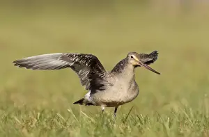 Godwit Prints: Picture No. 10878220