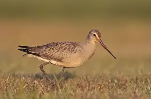 Godwit Prints: Picture No. 10878221