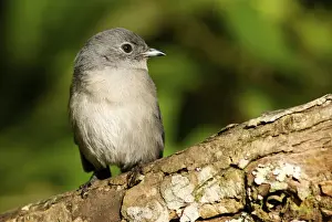 Flycatcher Prints: Picture No. 10878383