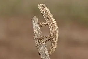Chameleons Prints: Picture No. 10878394