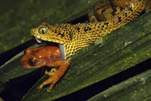 Viper Prints: Picture No. 10878403