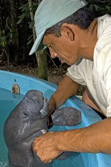 Manatees Prints: Picture No. 10878724