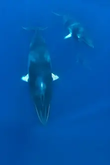 Baleen Prints: Picture No. 10878861
