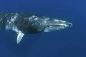 Baleen Prints: Picture No. 10878862