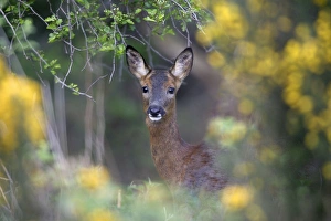 Capreolus Collection: Picture No. 10879723