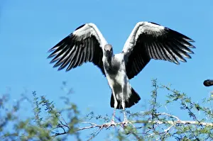 Openbill Prints: Picture No. 10879769