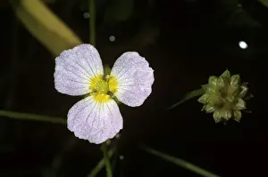 Picture No. 10879775