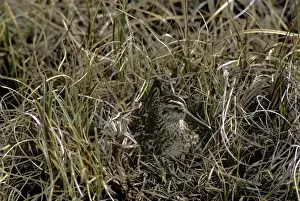 Sandpiper Prints: Picture No. 10880633