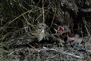 Sparrow Prints: Picture No. 10880634