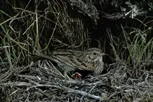 Sparrow Prints: Picture No. 10880635