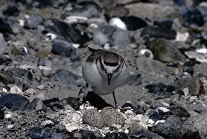 Plover Prints: Picture No. 10880638