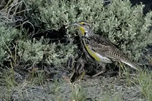Meadowlark Prints: Picture No. 10880641