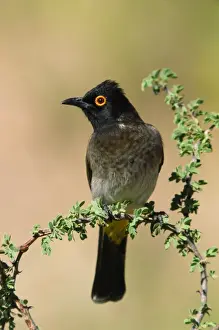 Bulbul Prints: Picture No. 10880646