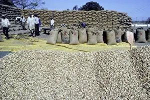 Farmer Prints: Picture No. 10880715