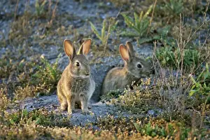 Cuniculus Prints: Picture No. 10881039