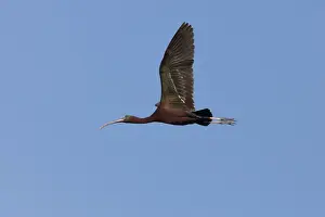 Ibis Prints: Picture No. 10881178