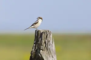 Shrikes Prints: Picture No. 10881243