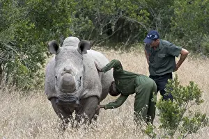 Rhinos Prints: Picture No. 10881320