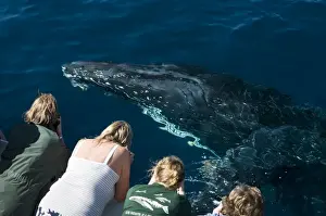 Baleen Prints: Picture No. 10881359