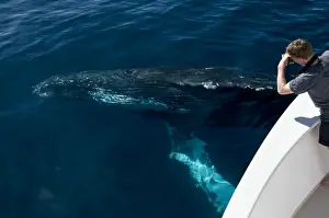 Baleen Prints: Picture No. 10881361