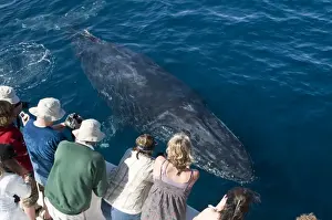 Baleen Prints: Picture No. 10881362