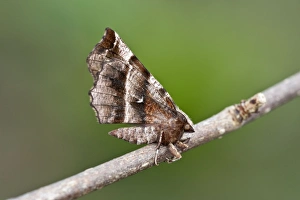 Images Dated 11th April 2010: Picture No. 10881488