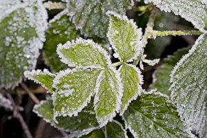 Bramble Prints: Picture No. 10882095
