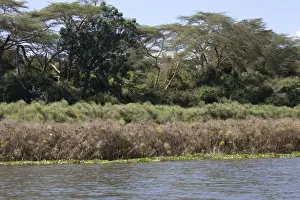 Naivasha Prints: Picture No. 10882158