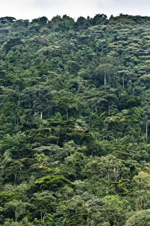 Bwindi Collection: Picture No. 10882238