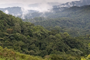 Bwindi Collection: Picture No. 10882240