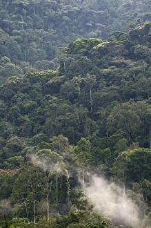 Bwindi Collection: Picture No. 10882241