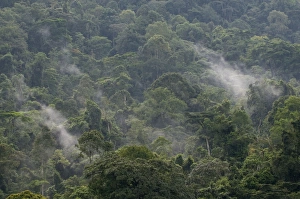 Bwindi Collection: Picture No. 10882242