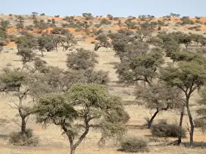 Camelthorn Prints: Picture No. 10882718