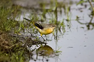 Motacilla Prints: Picture No. 10883057