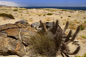 Succulents Prints: Picture No. 10883089