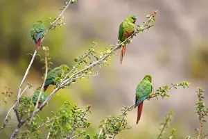 Parakeets Prints: Picture No. 10883118