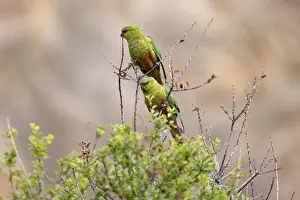 Parakeets Prints: Picture No. 10883119