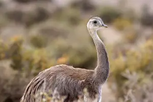 Rhea Prints: Picture No. 10883157