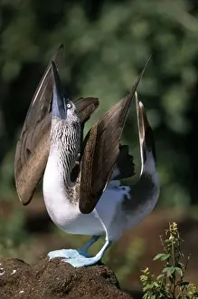 Nebouxii Prints: Picture No. 10883165