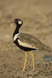 Korhaan Prints: Picture No. 10883179